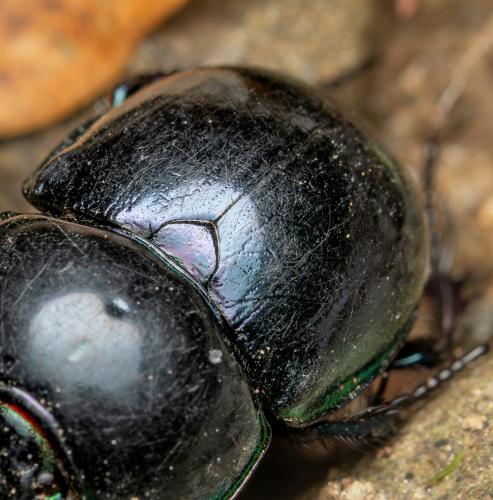 Réf. 351 994 : Trypocopris pyrenaeus